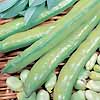 Broad Bean Aquadulce 